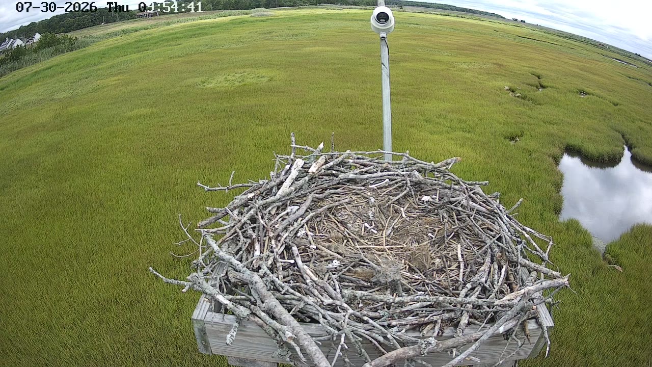 Forsythe Wildlife Refuge Osprey Cam — Looking North — Oceanville, NJ live camera thumbnail
