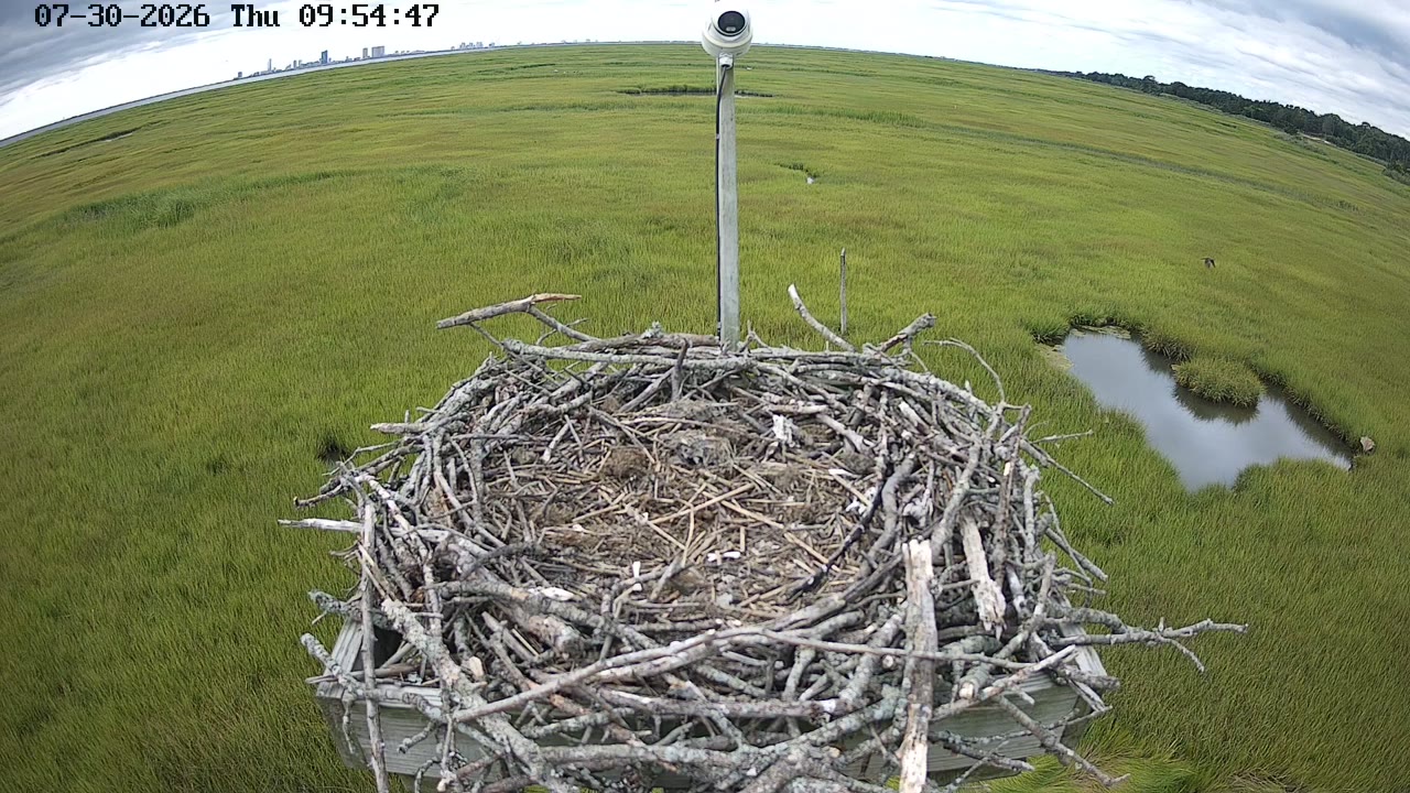 Forsythe Wildlife Refuge Osprey Cam Looking South — Oceanville, NJ live camera thumbnail