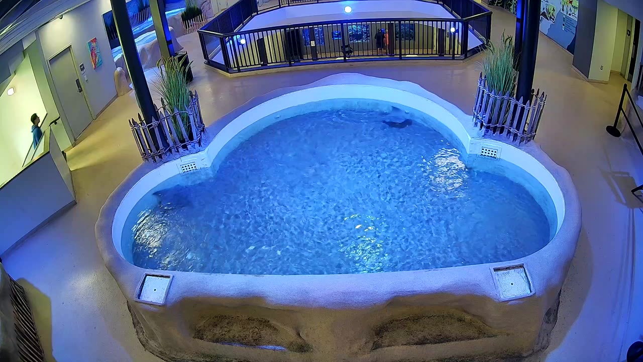 AC Aquarium Ray Tank — Atlantic City, NJ live camera thumbnail