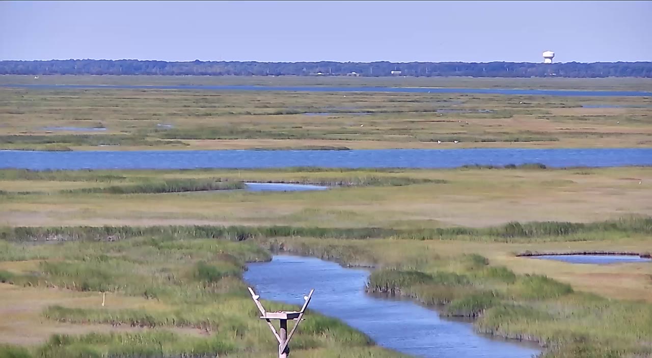 Wetlands Institute Osprey Nest – Stone Harbor — Stone Harbor, NJ live camera thumbnail