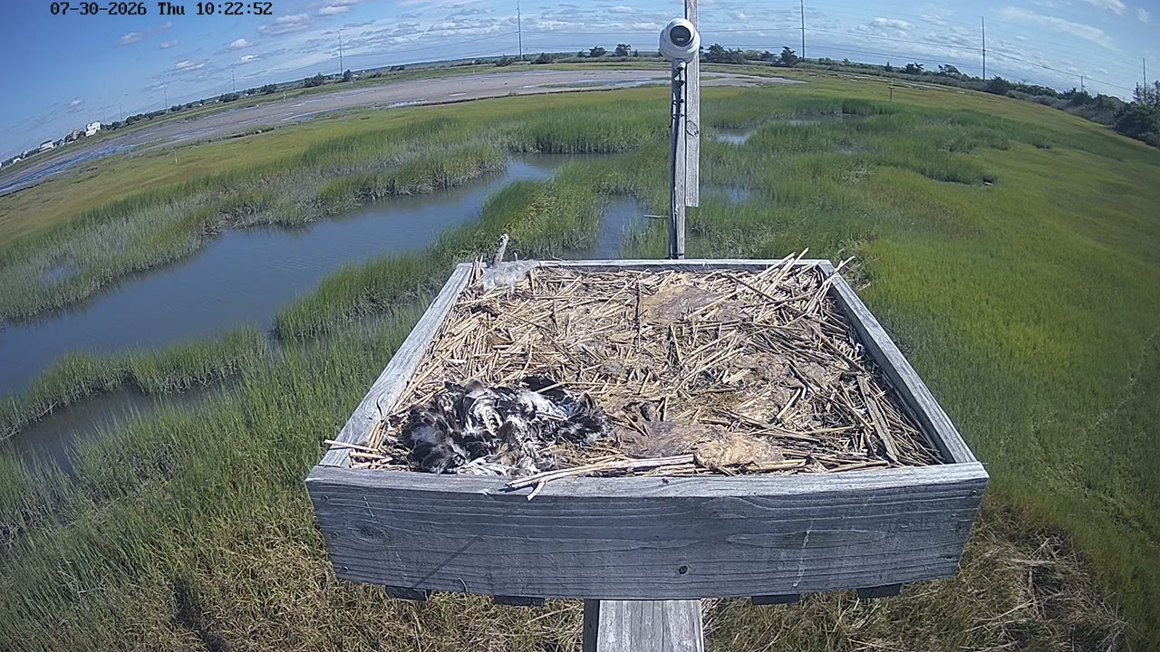 Osprey Cam – Stone Harbor Wetlands Institute — Stone Harbor, NJ live camera thumbnail