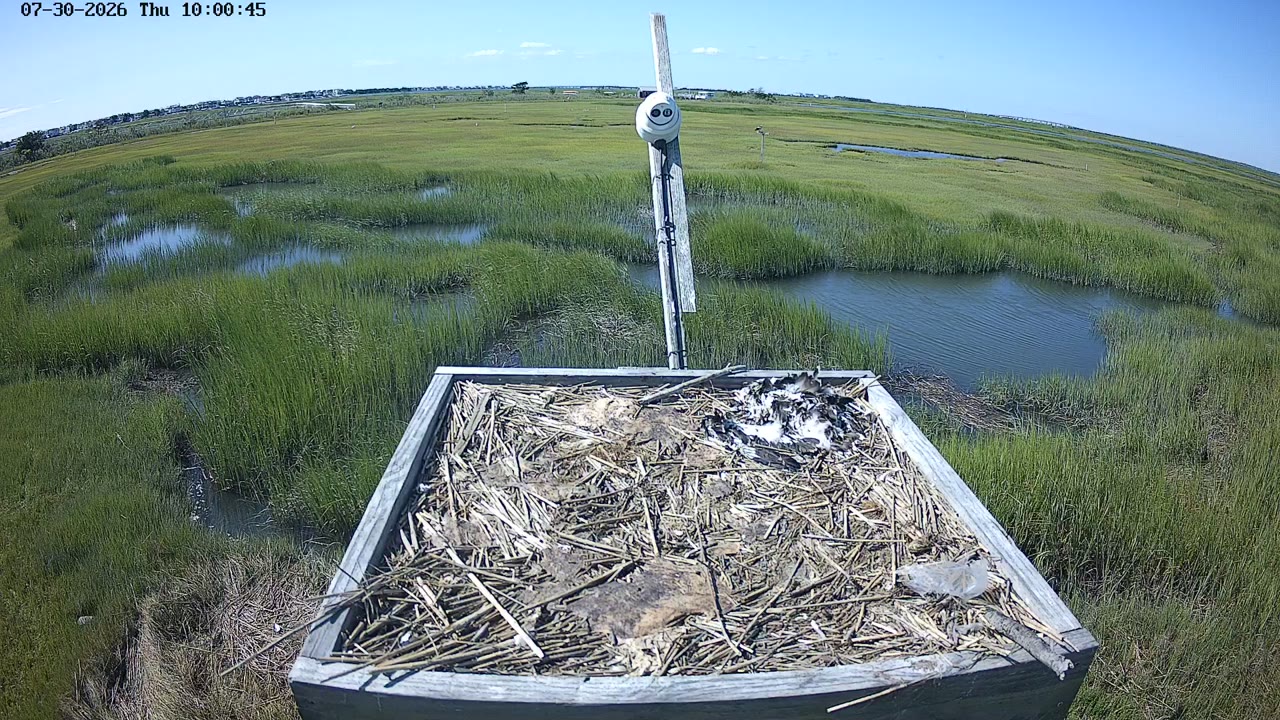 Wetlands Institute Osprey Cam – Stone Harbor, NJ — Stone Harbor, NJ live camera thumbnail